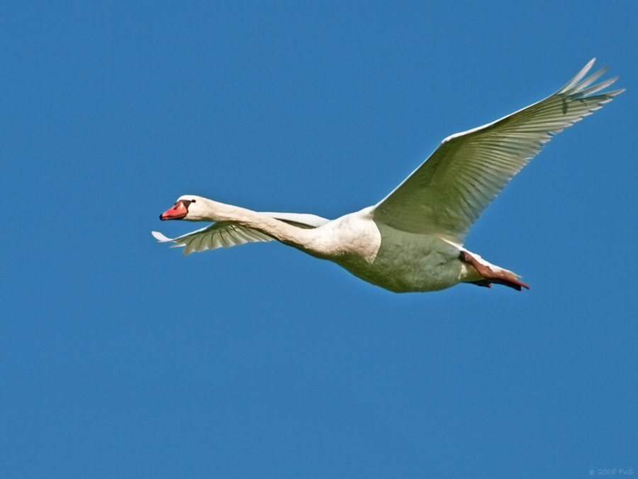 Swan in Flight