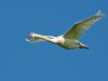 Swan in Flight by Fonzy -