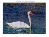Swan in Moonlight by Fonzy -