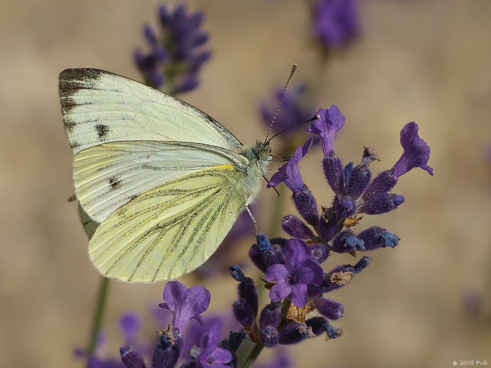 Small White on Lavender