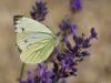 Small White on Lavender by Fonzy -