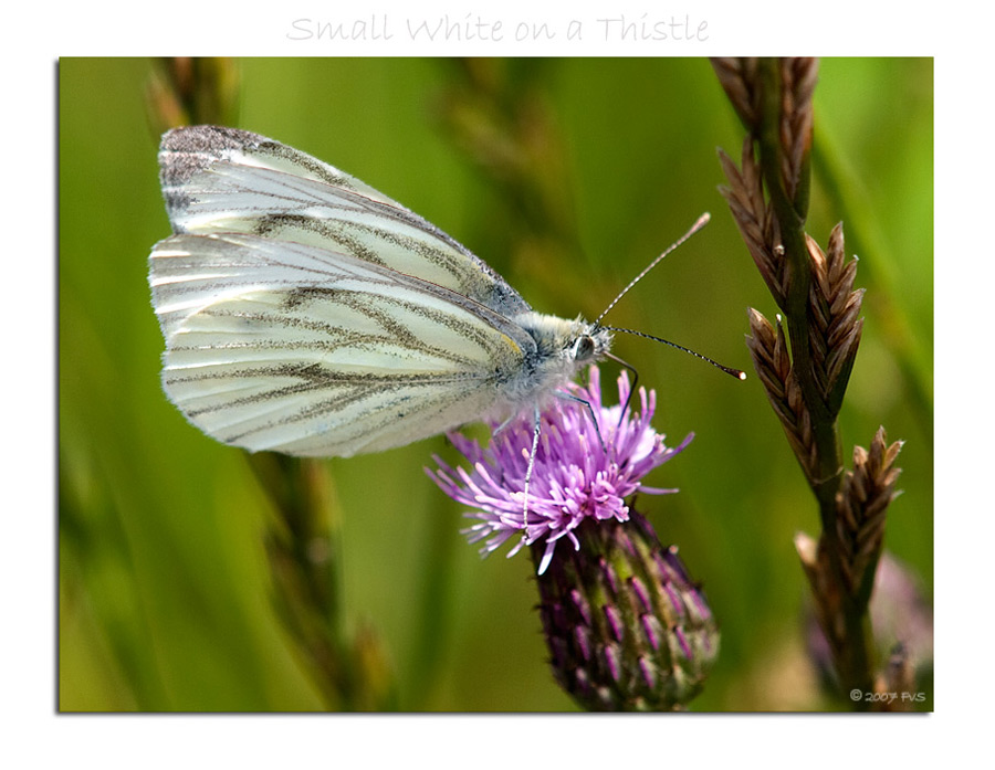 Small White on a Thistle