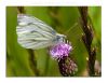 Small White on a Thistle by Fonzy -