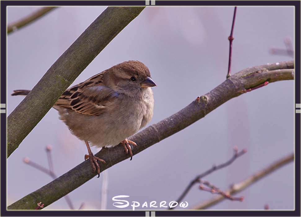 Common House Sparrow (2)