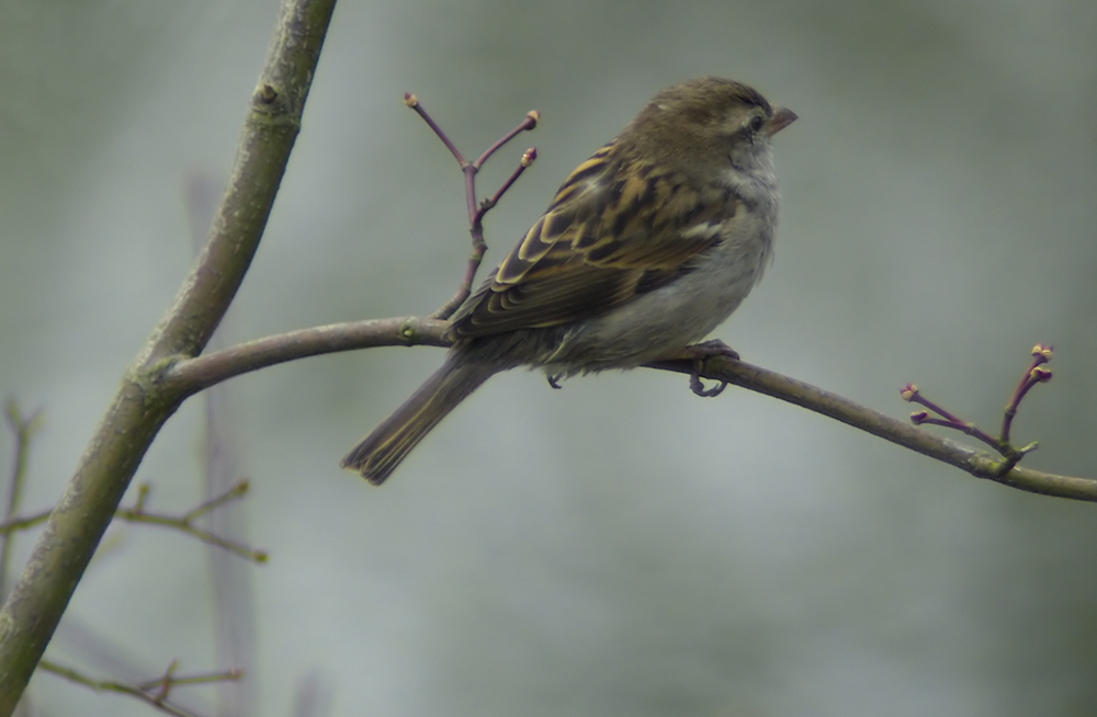 House Sparrow (Female)