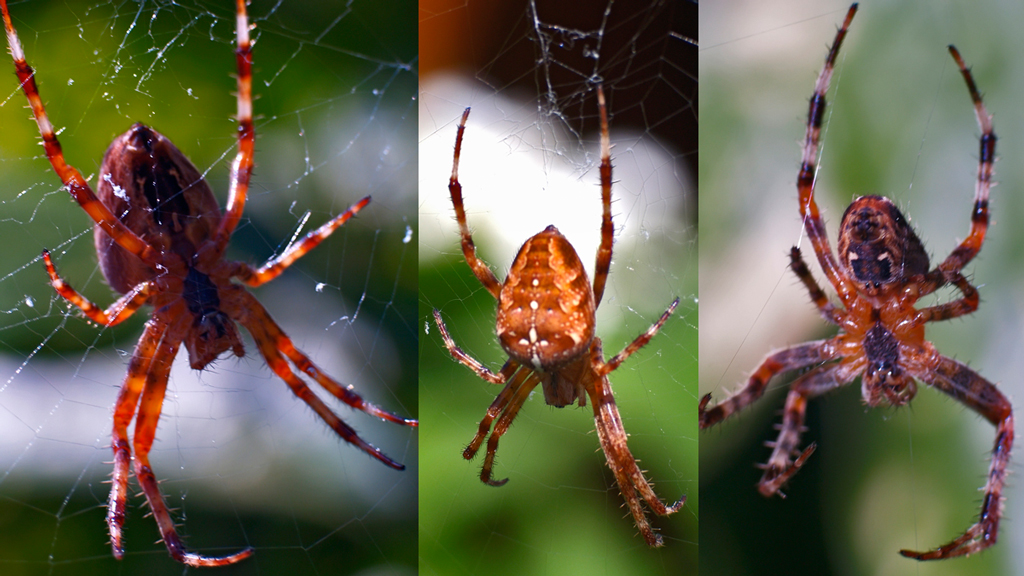 Spider collection (2)