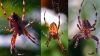 Spider collection (2) by Fonzy -