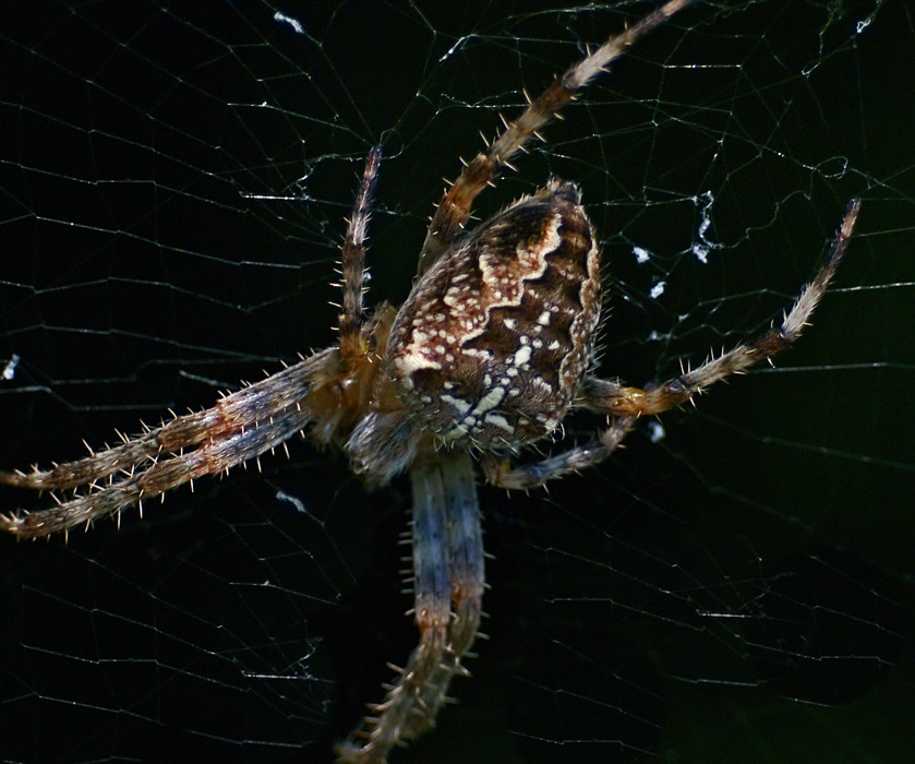 Spider (2)