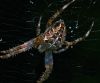 Spider (2) by Fonzy -