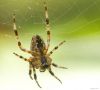 Spider (3) by Fonzy -
