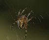 Spider by Fonzy -
