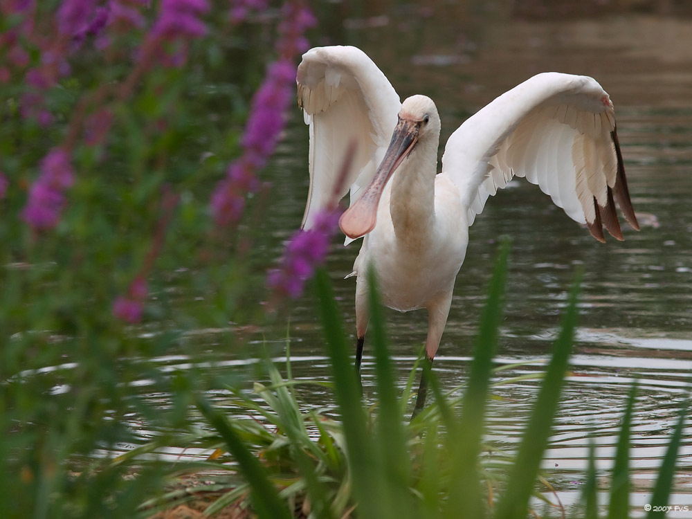 Spoonbill