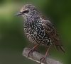 Starling (2) by Fonzy -