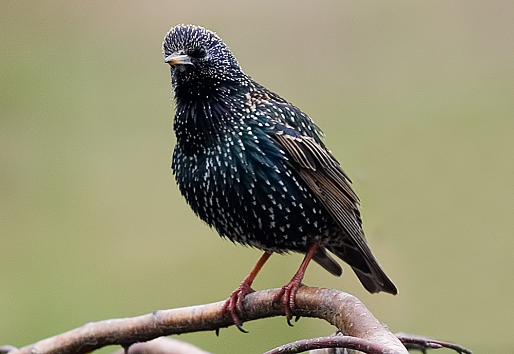 Starling (Sturnus-vulgaris)