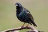 Starling (Sturnus-vulgaris) by Fonzy -