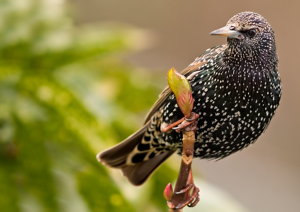 Starling (Sturnus vulgaris)