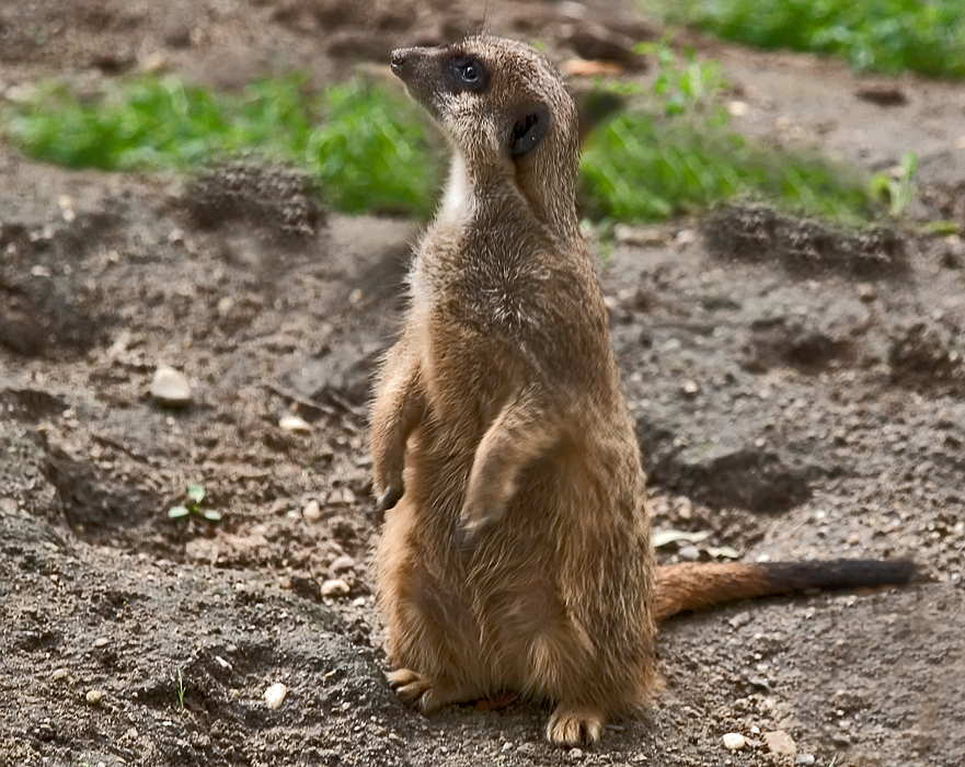 Suricata Suricatta (Meerkat)