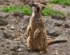 Suricata Suricatta (Meerkat) by Fonzy -