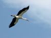 Stork in Flight by Fonzy -
