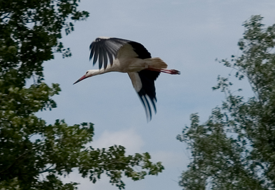 Stork landing
