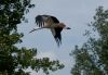 Stork landing by Fonzy -