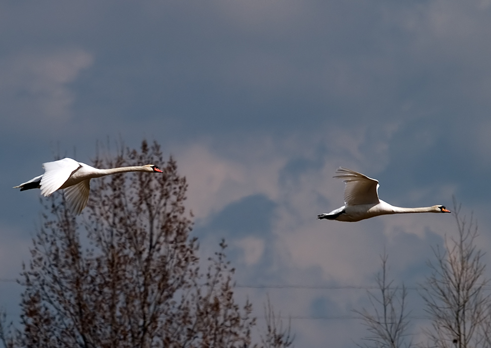 A Swan couple in flight