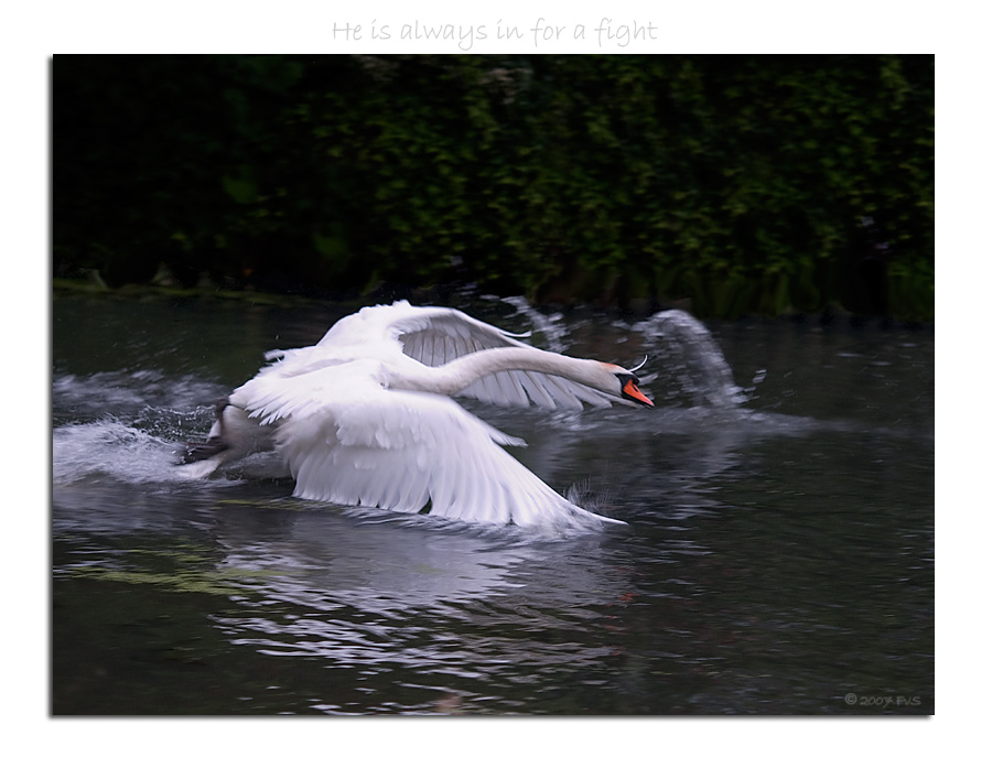 Attack on the Egyptian Geese