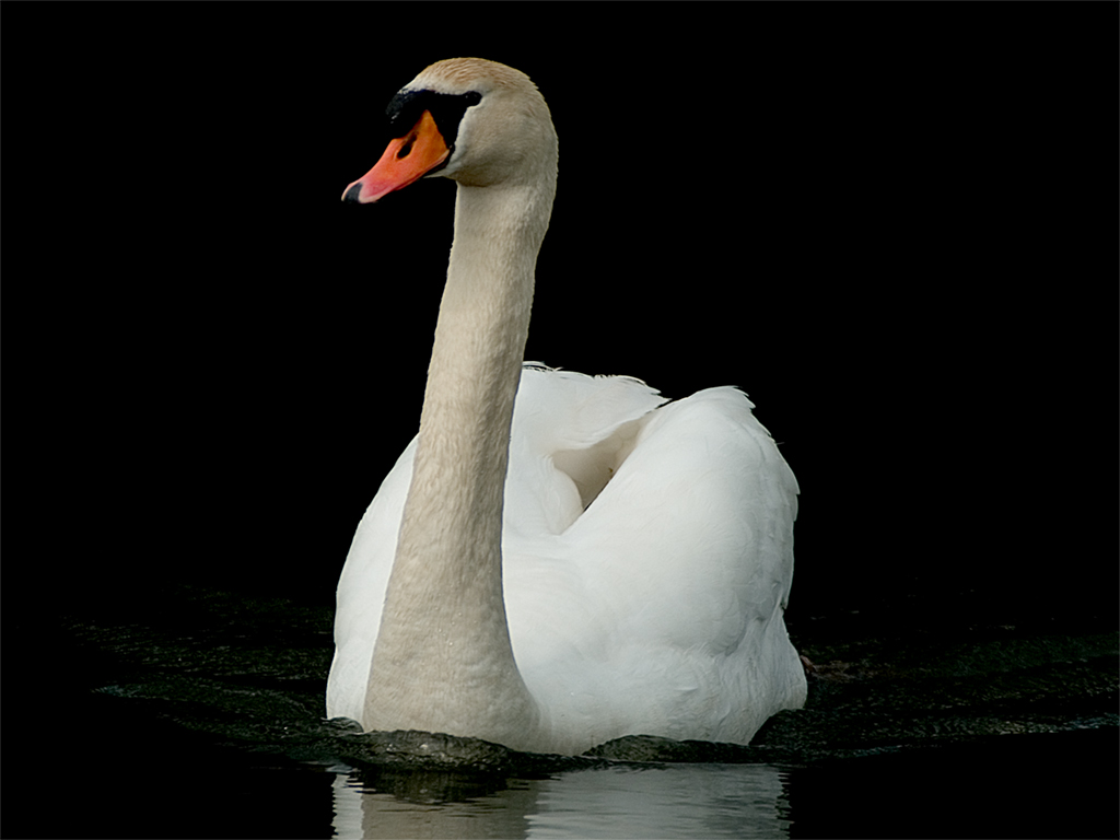 Swan (2)