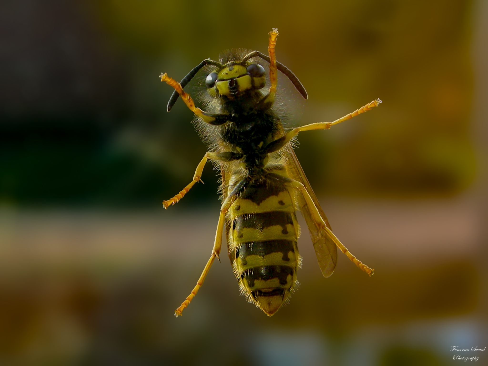 Wasp on the Window