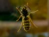 Wasp on the Window