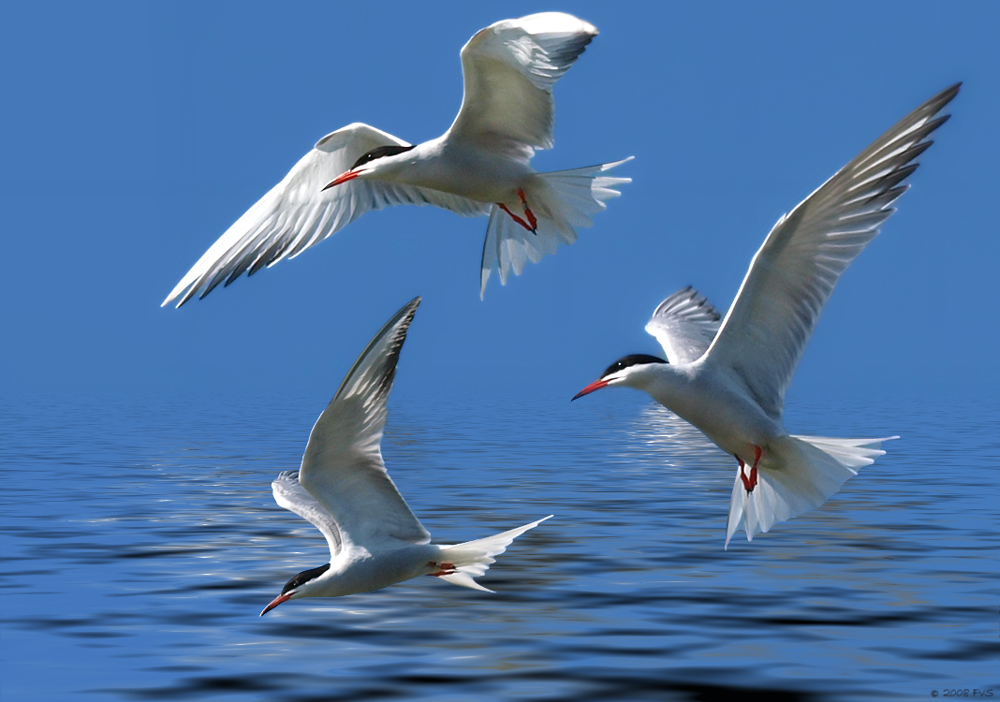 Tern Study
