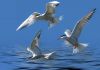 Tern Study by Fonzy -