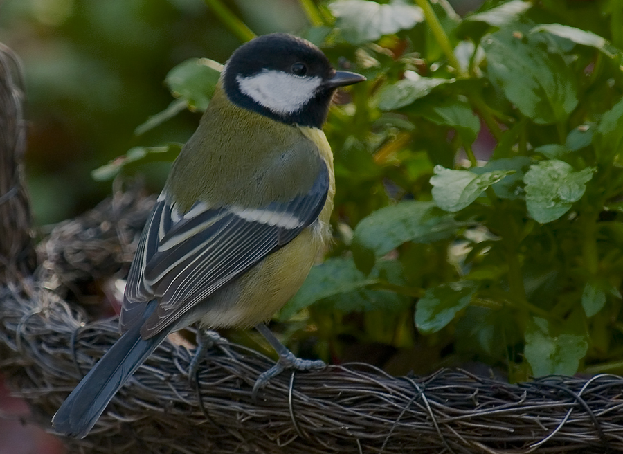 Great Tit (3)