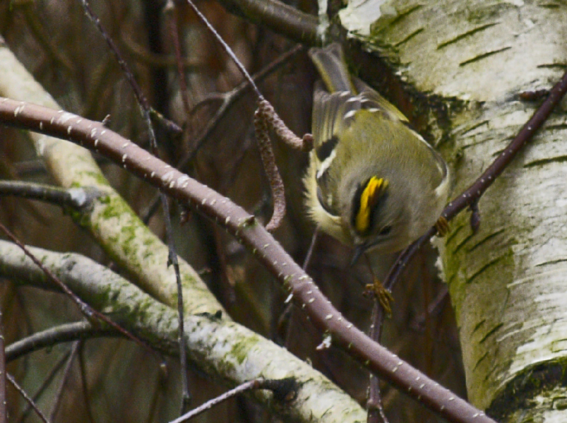 Goldcrest (goudhaantje) Female