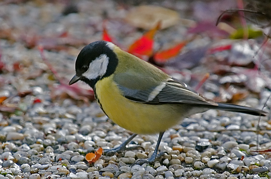 Great Tit (4)