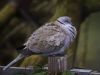 Collared Dove (2)