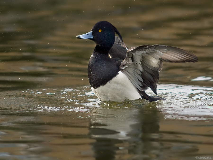 Tufted Duck