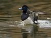 Tufted Duck by Fonzy -