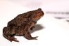Toad by Fonzy -