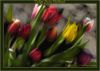 Tulips Painted by Fonzy -