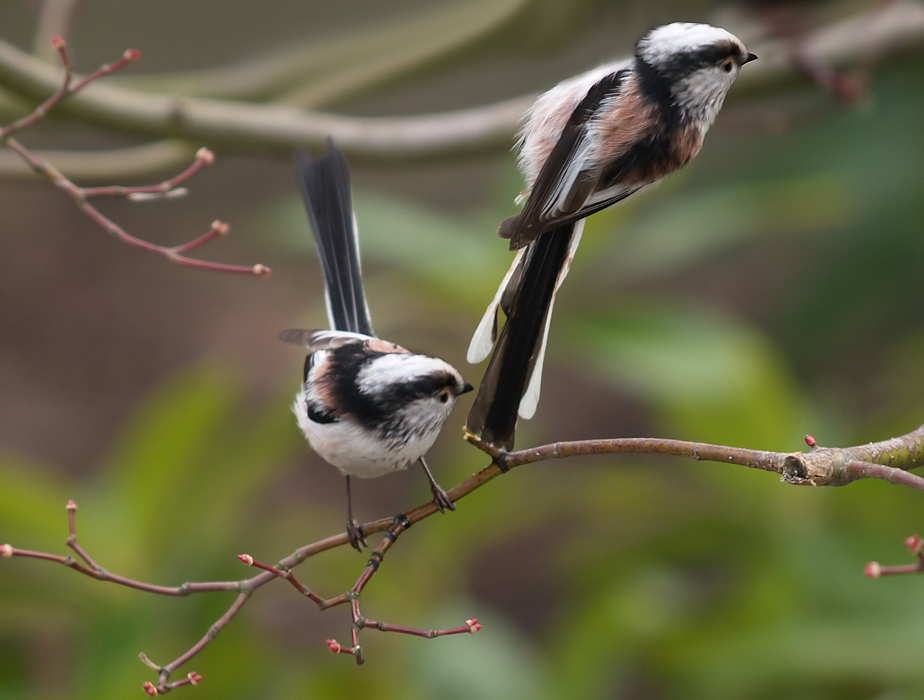 TWIN'S ( Long Tailed Tit's )