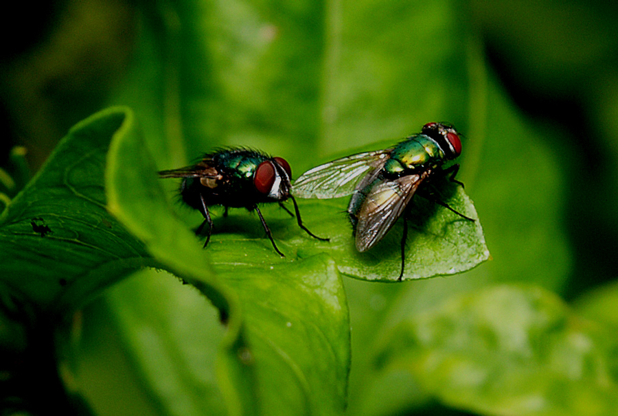 Two flies on a leaf