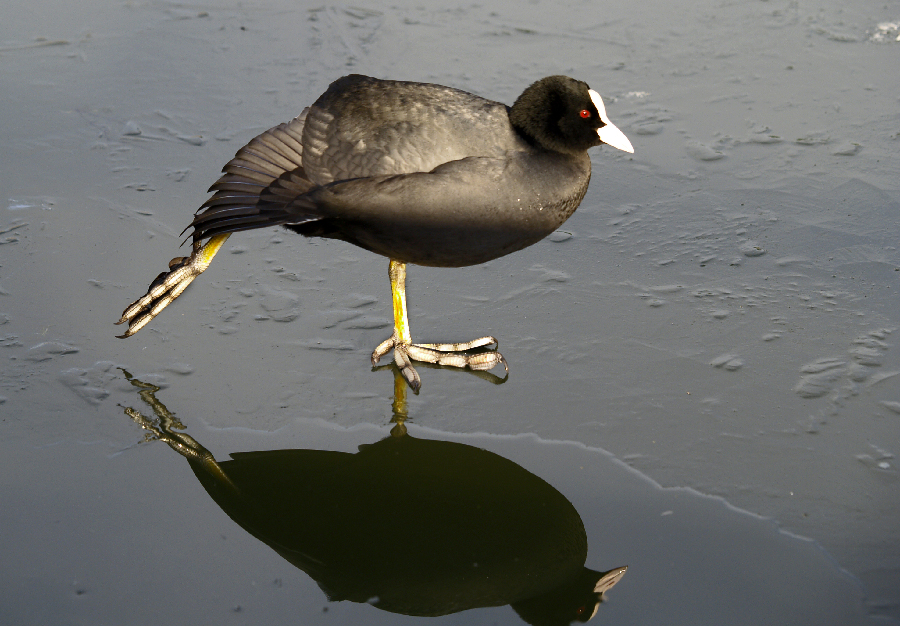 COOT ON iCE (2)