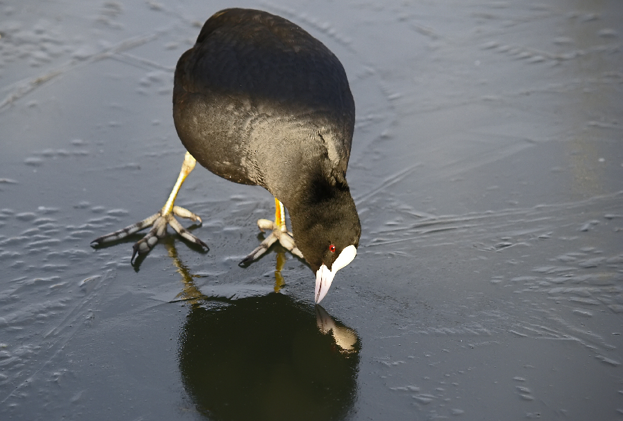 COOT on ICE