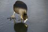 COOT on ICE by Fonzy -