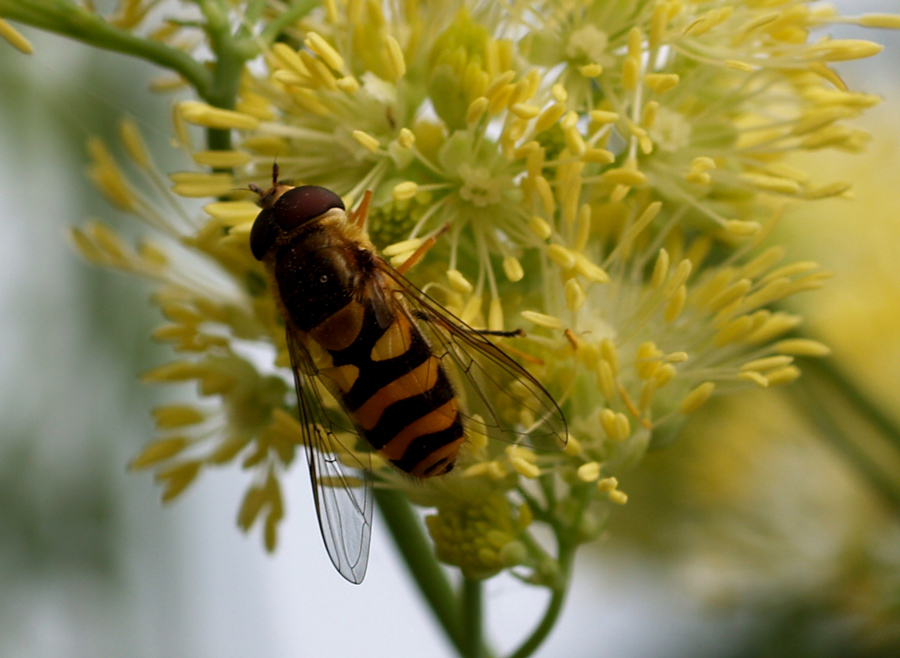 HovverFly on yellow flower