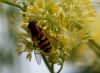HovverFly on yellow flower by Fonzy -