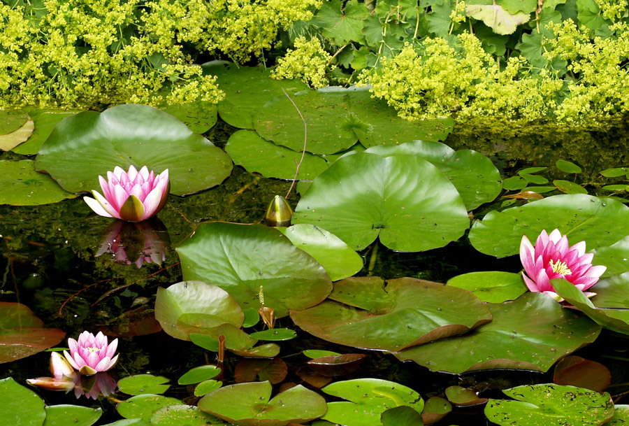 Water lilly