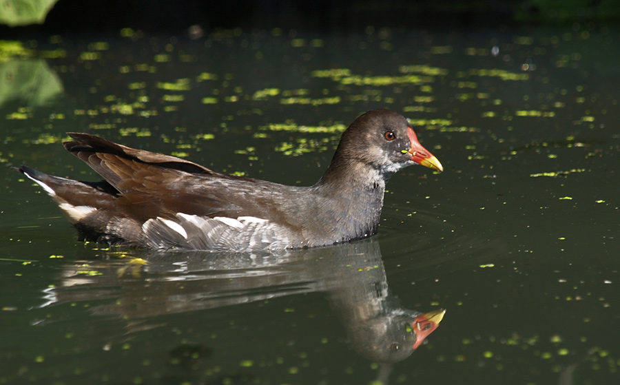 Moorhen-(Gallinula-Cloropu)