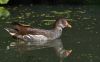 Moorhen-(Gallinula-Cloropu) by Fonzy -